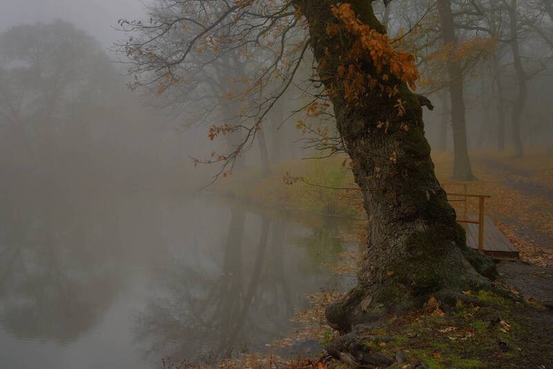 туман озеро осень У озера фото превью