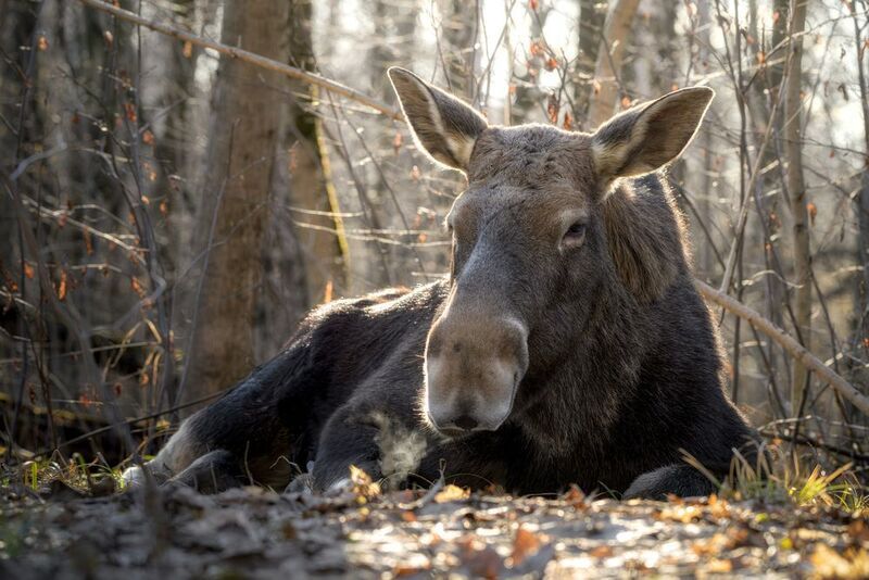 лось, солнце, свет, весна, moose, фотоохота, природа, лес, wildlife В лучах весеннего солнца фото превью