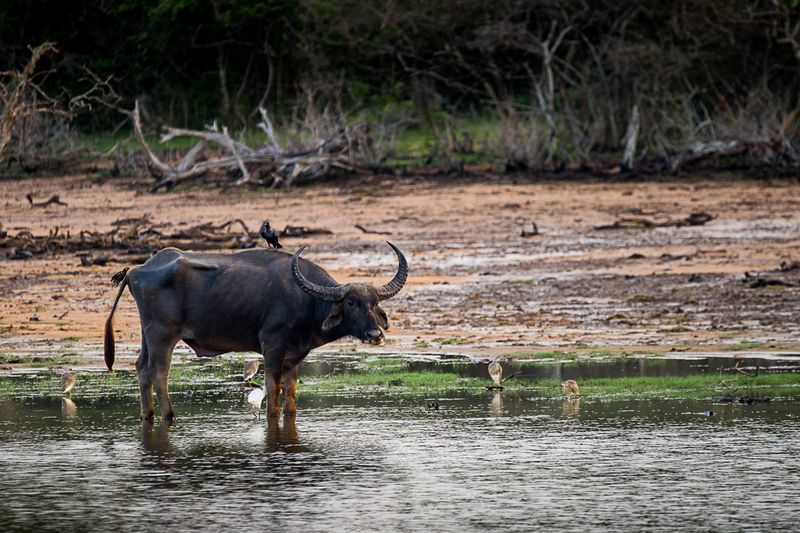 буйвол, Шри-Ланка азиатский буйвол фото превью