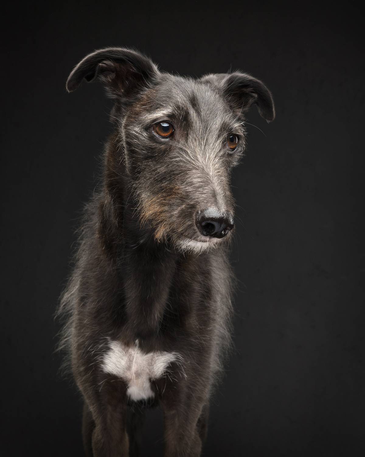 #lurcher #bedlingtonwhipppet #dog, Carolyn Bray