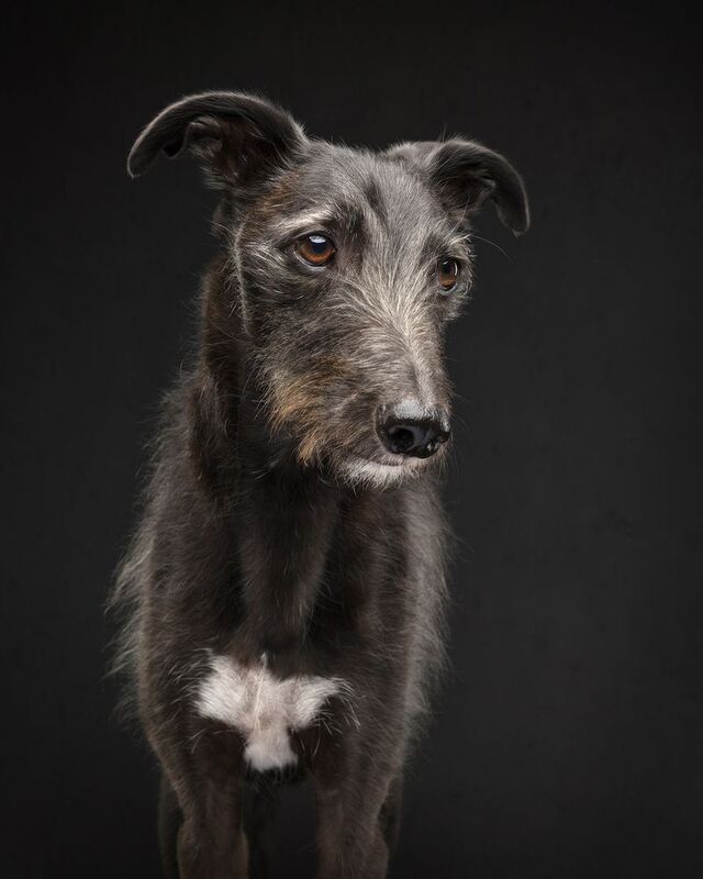 #lurcher #bedlingtonwhipppet #dog Hector фото превью