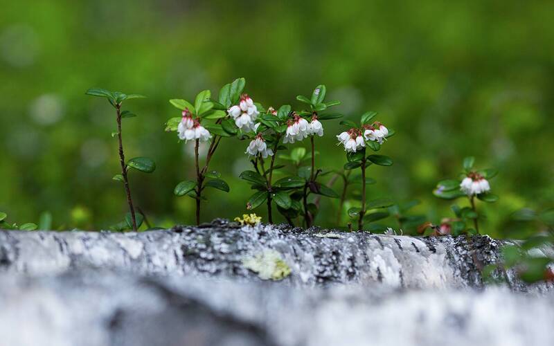 Брусника цветет фото превью