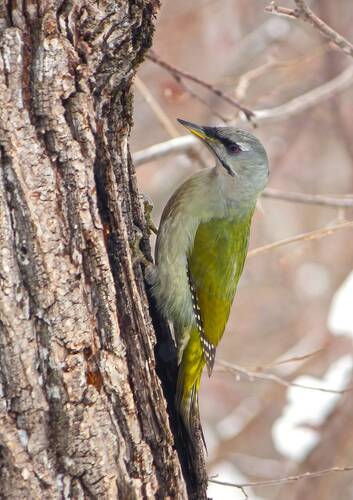Седой дятел (Picus canus)