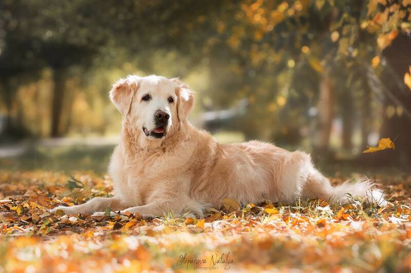ретривер, собака, осень  фото превью