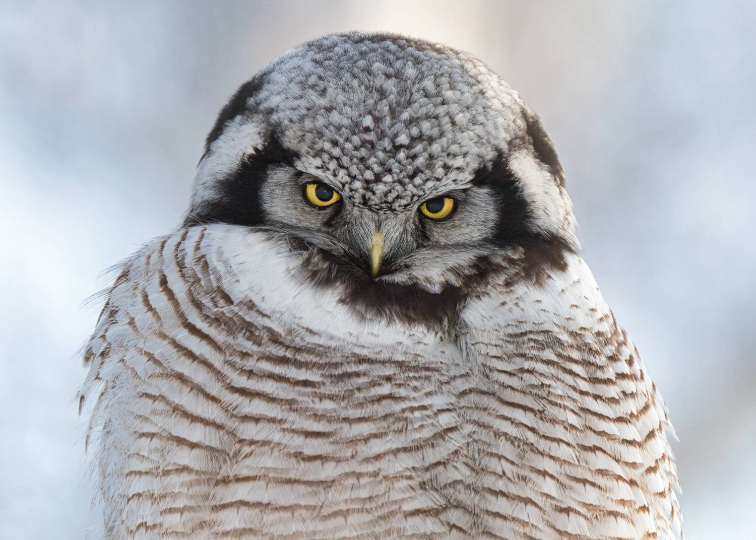 , Большаков Алексей