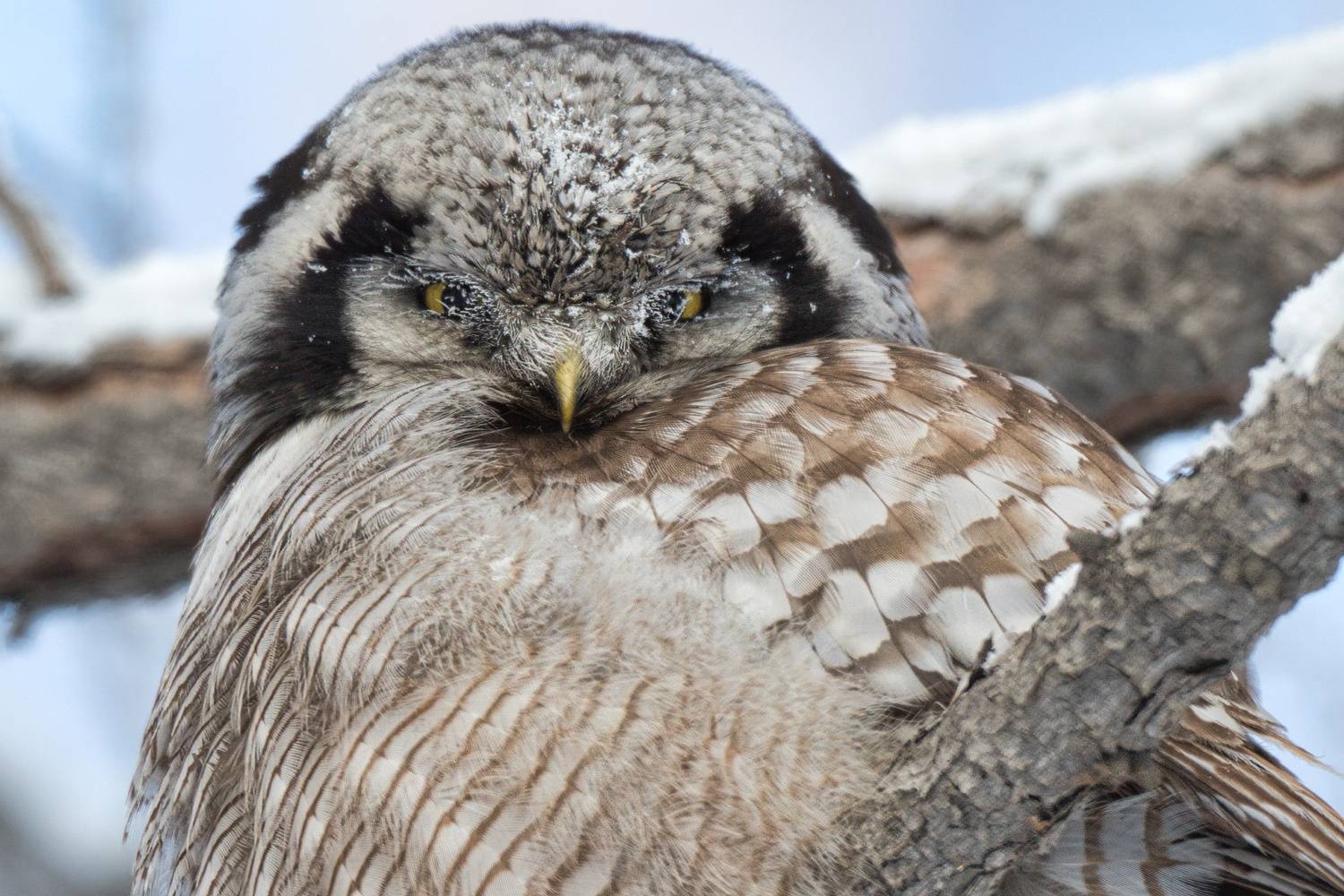, Большаков Алексей