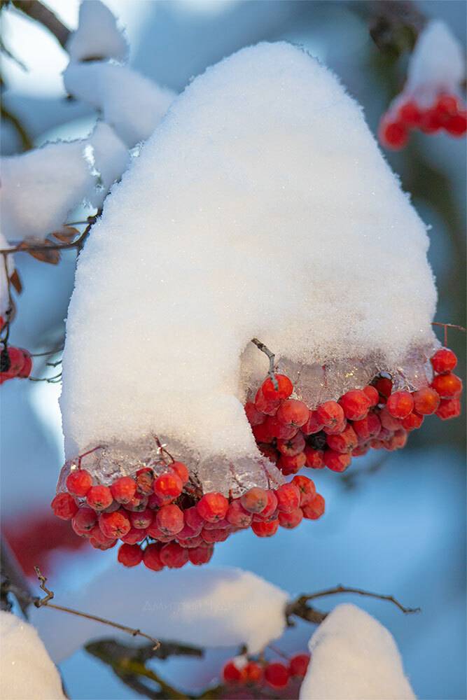 , Чудинин Дмитрий