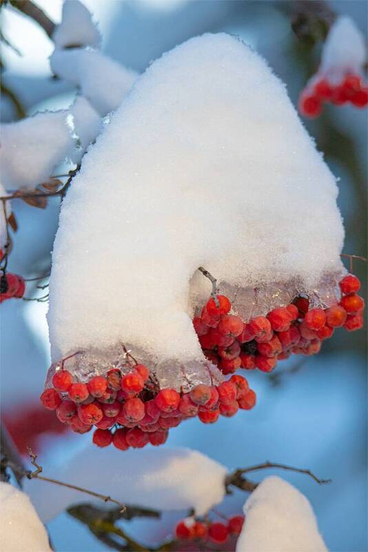 Рябина фото превью
