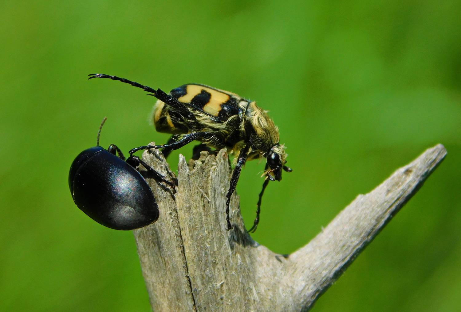, Сергей Чеченов
