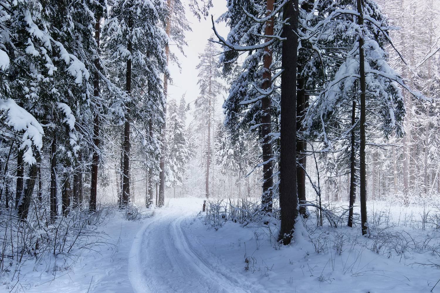 лес, деревья, снег, свет, Валерий Вождаев