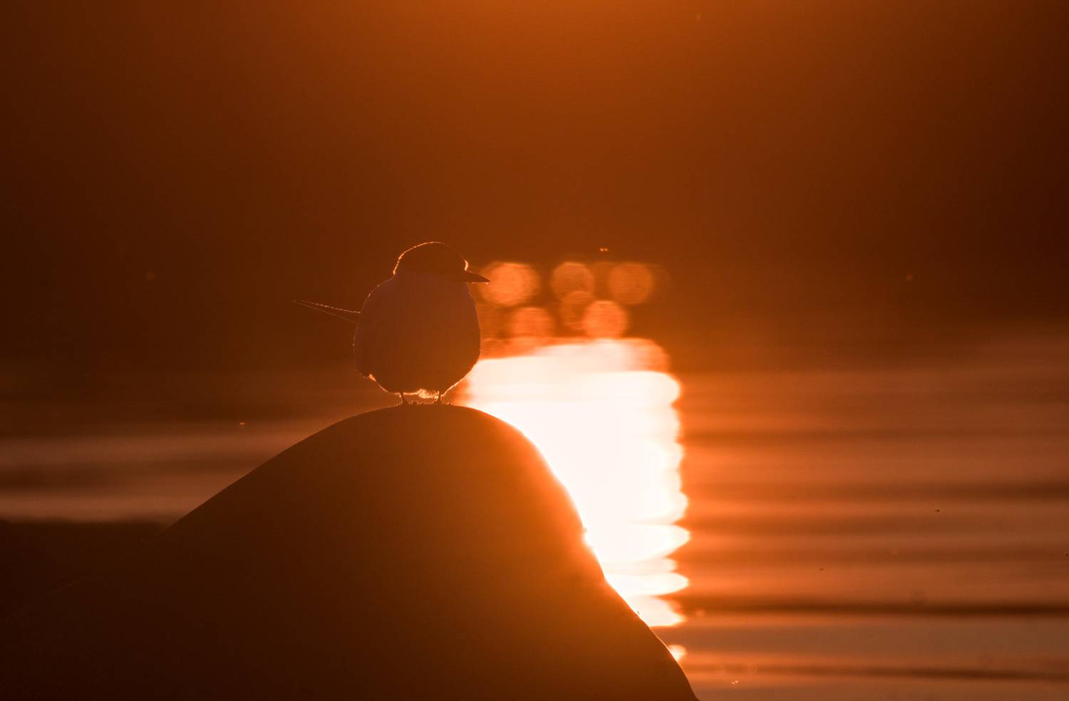 , Николай Потапов