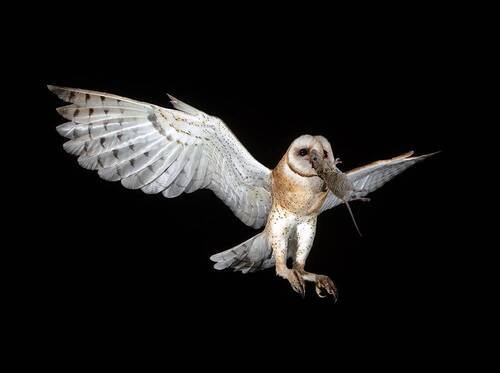Barn Owl - Обыкновенная сипуха