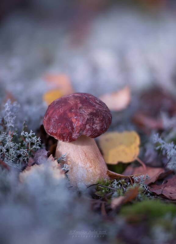 ... боровики ... фото превью