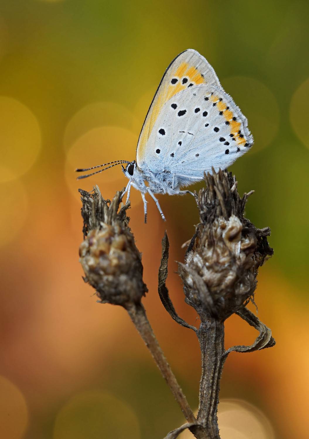Бабочка,голубянка, Чепленко Алексей