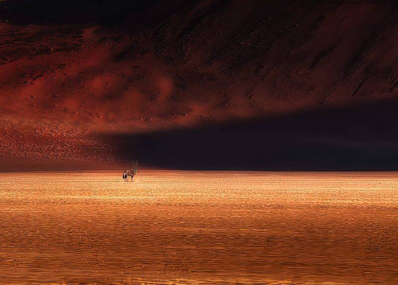 oryx фото превью