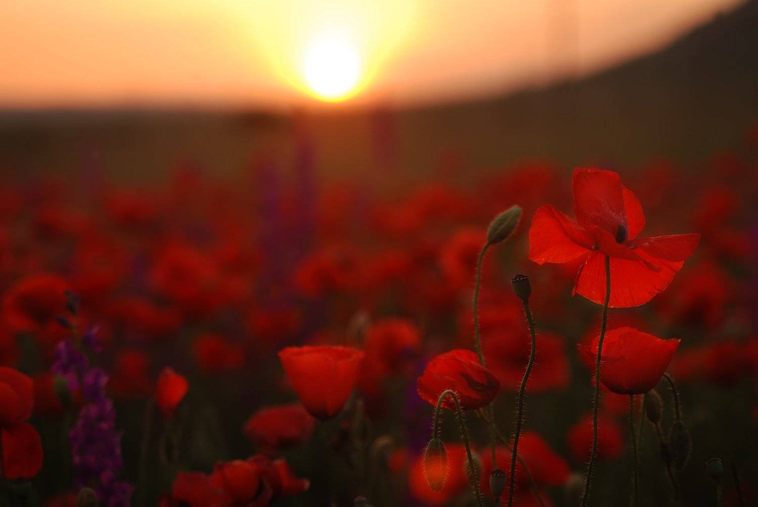 , Александр Нассонов