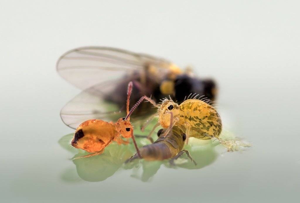 , Валерия Зверева