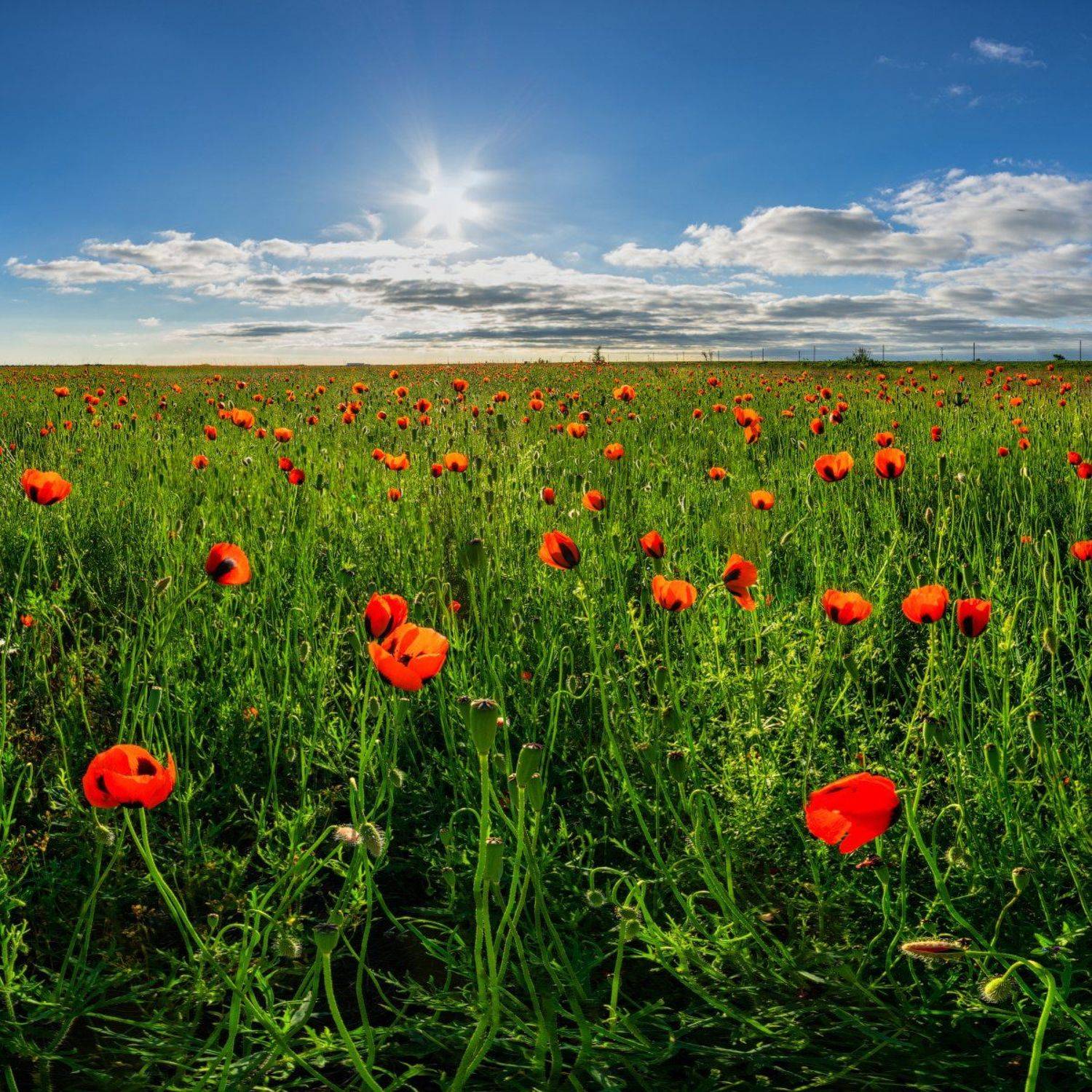 , Александр Сыроватский