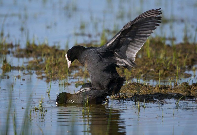 весна., птицы.лысухи.любовь Любовныя страдания фото превью