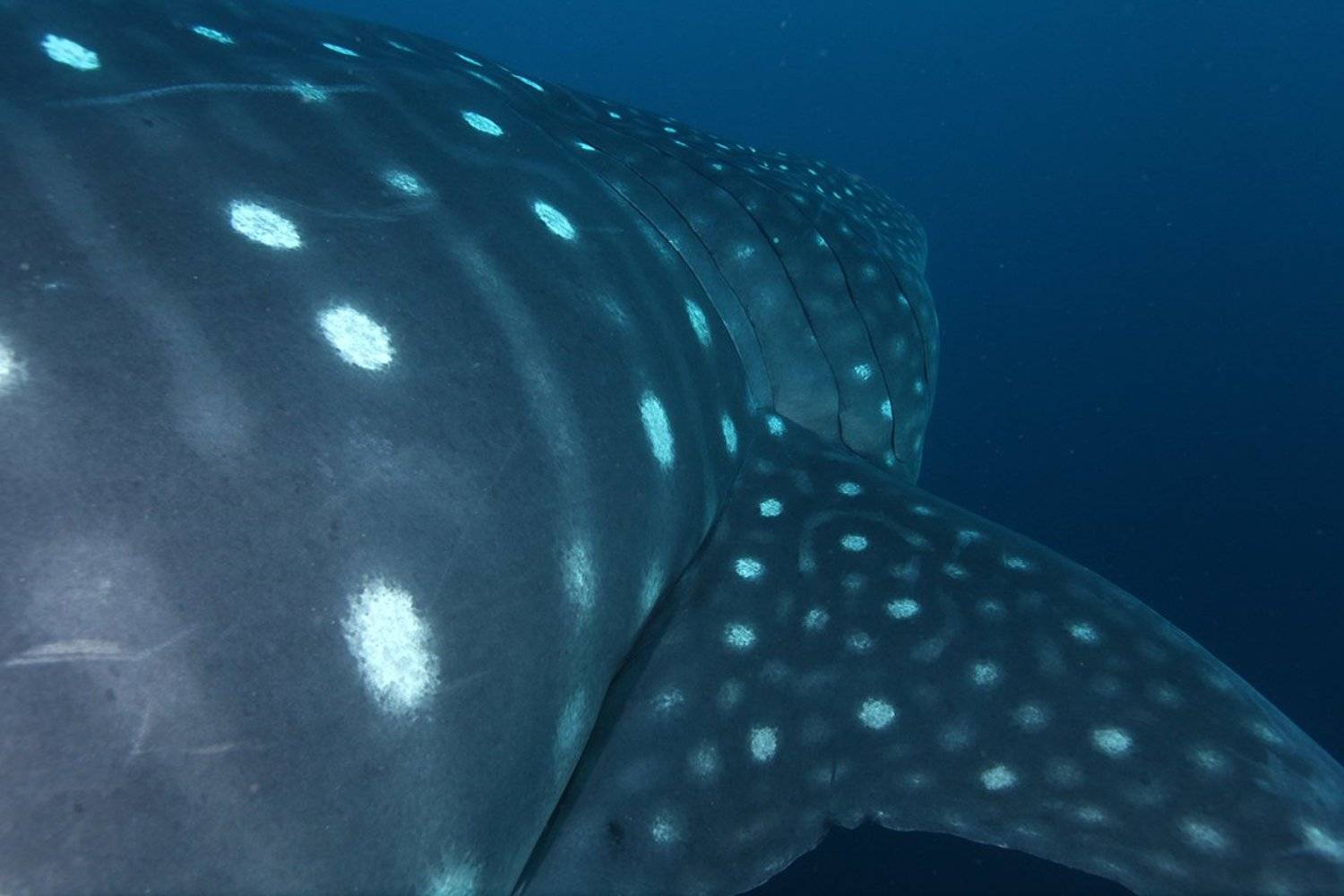 Китовая акула, акулы, Mike Korostelev