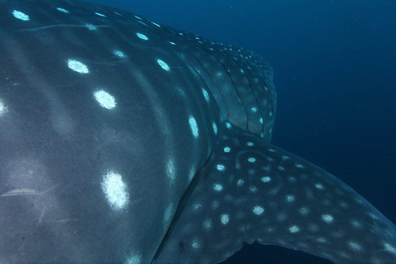 Китовая акула, акулы Китовая акула фото превью