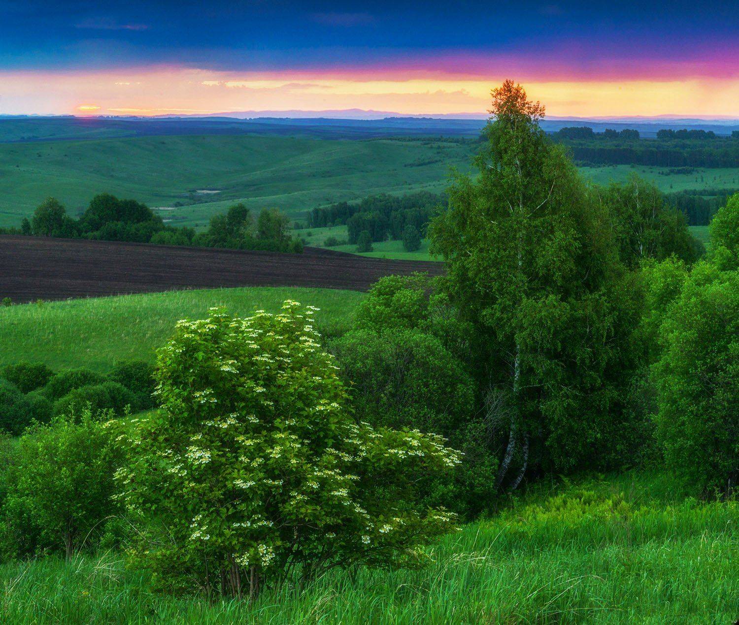 Altai, Altai krai, Siberia, Spring, Алтай, Алтайский край, Весна, Калина, Поля, Предгорья, Сибирь, Павел Филатов