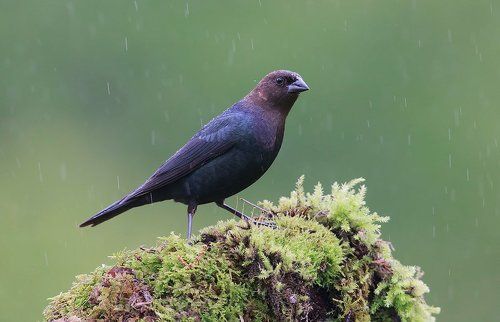 Буроголовый коровий трупиал (Brown-headed Cowbird) и Красноплечий чёрный трупиал (Red-winged Blackbird).