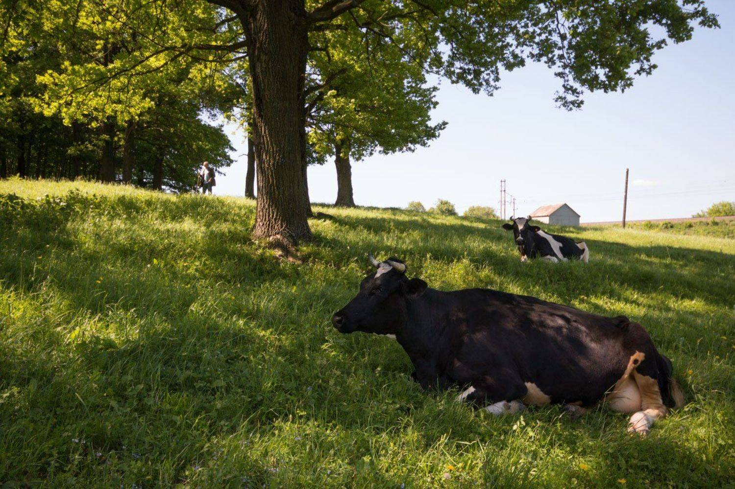 , Дулов Валерий