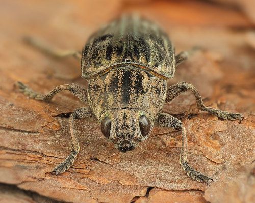 Golden beetle