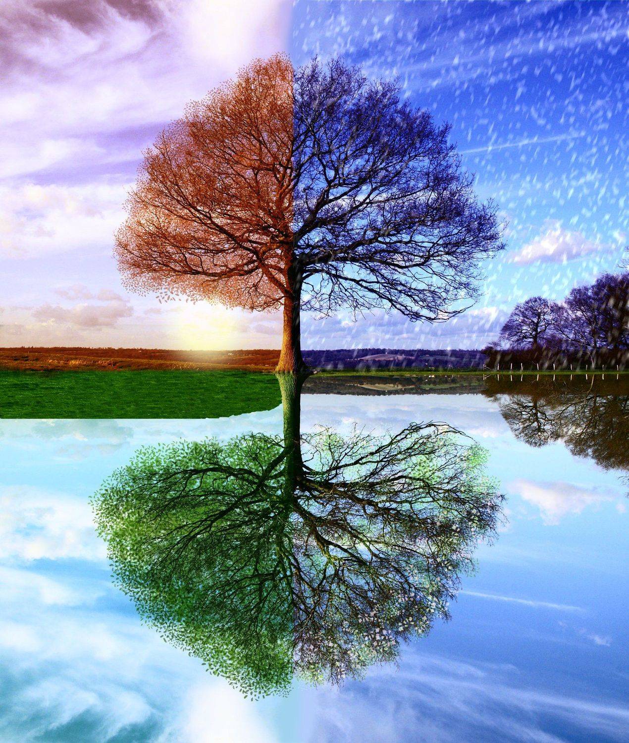 Beautiful, Beauty, Colors, Landscape, Nikon, Photo, Tree, Trees, Андрей Лободин