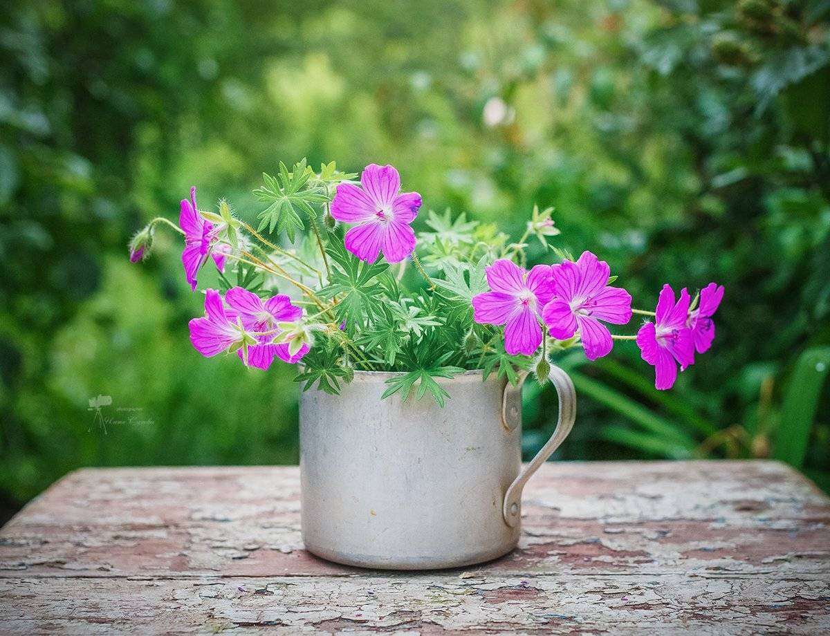 , Инна Сухова