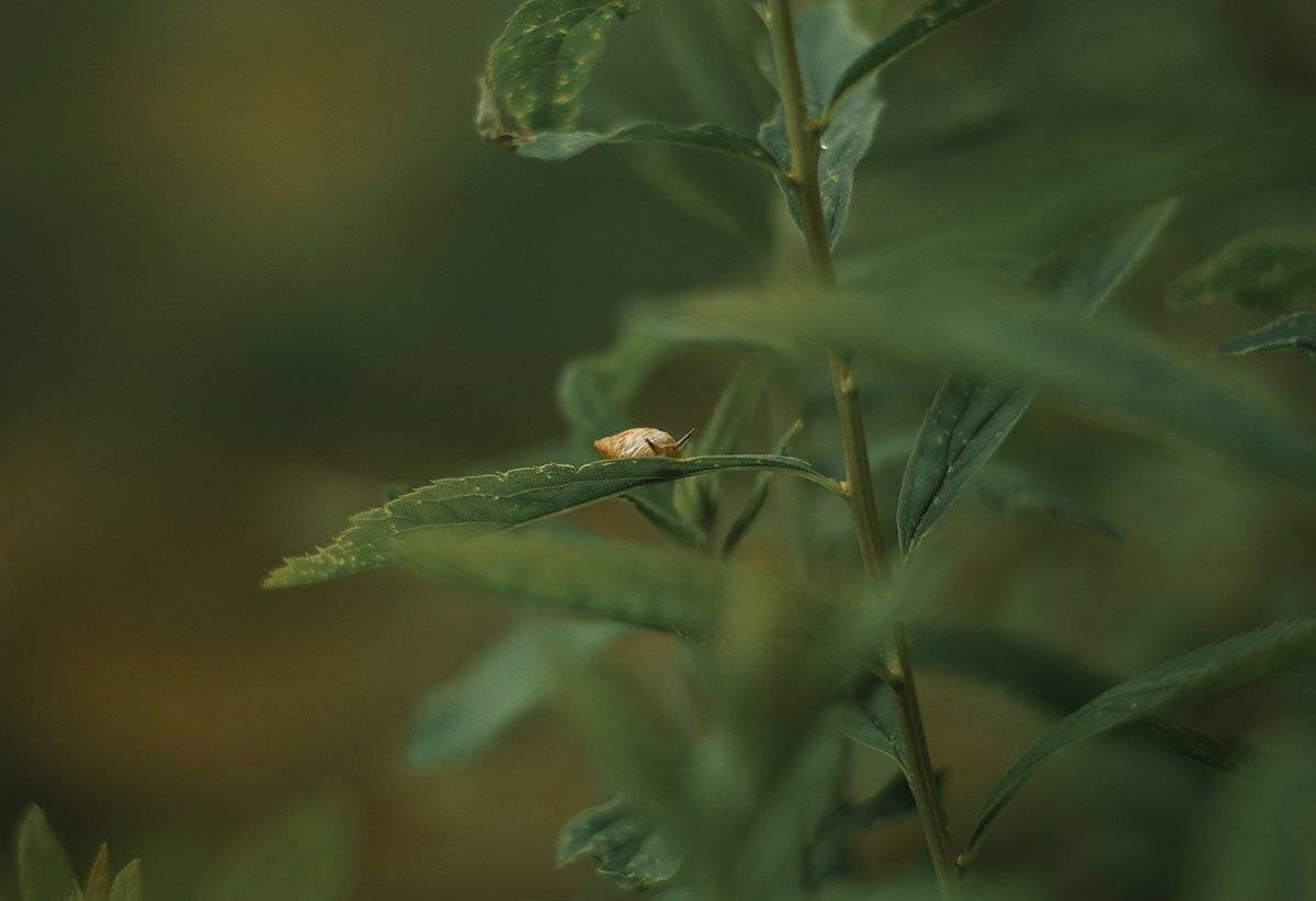 Лето, Улитка, Цветы, Парбукова Анна