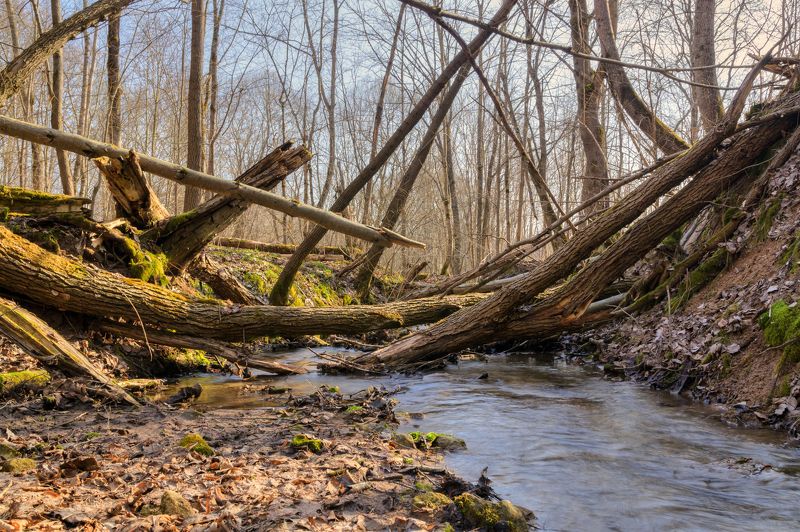 вода, ручей, лес, природа Лесной ручей фото превью