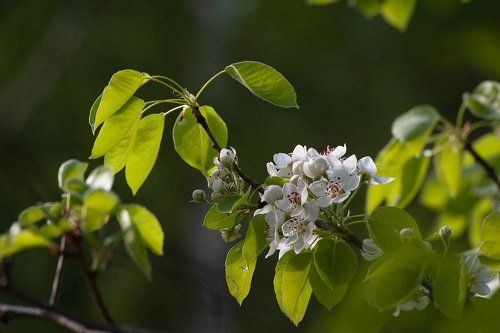 Этюды в контровом свете