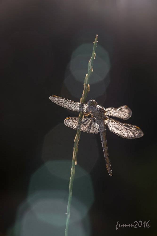 , Игорь ФУММ