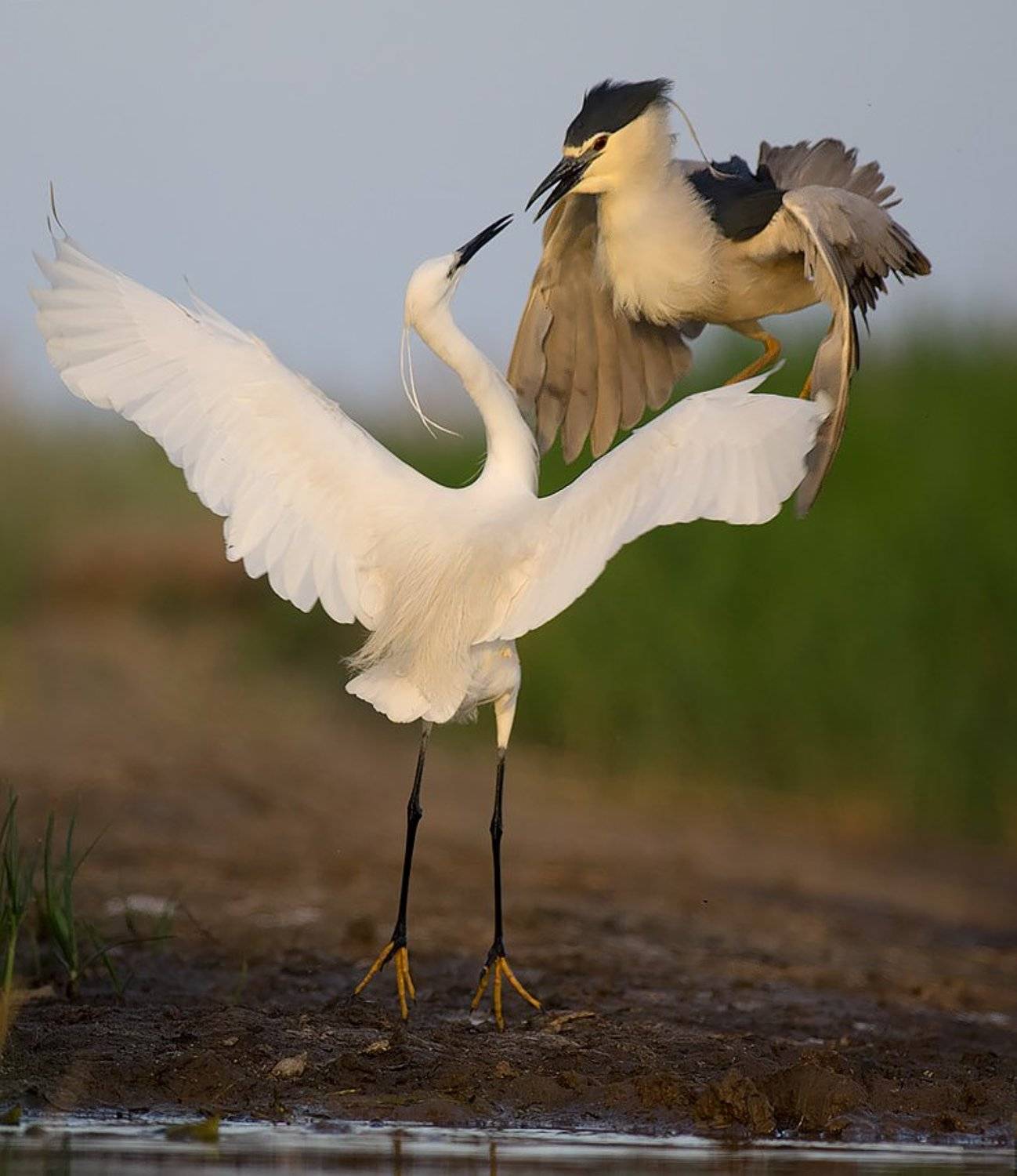 чапла, нощна чапла, малка бяла чапла, bird, birds, wild, wildlife, borislav, bulgaria, heron, night heron, little egret, Борислав Христов