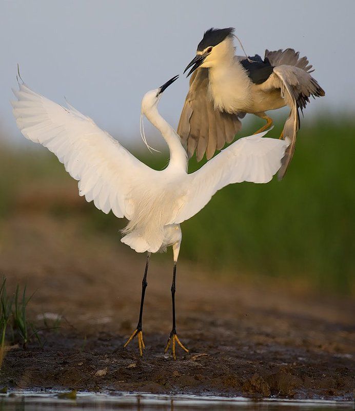 чапла, нощна чапла, малка бяла чапла, bird, birds, wild, wildlife, borislav, bulgaria, heron, night heron, little egret Очи в очи фото превью