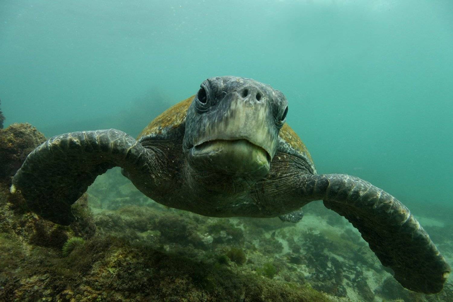 Черепахи, Mike Korostelev