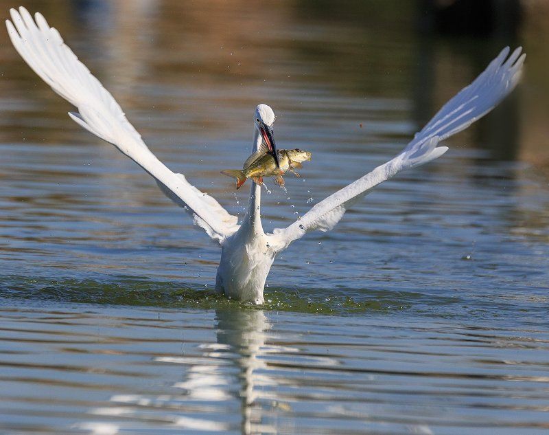 .... фото превью