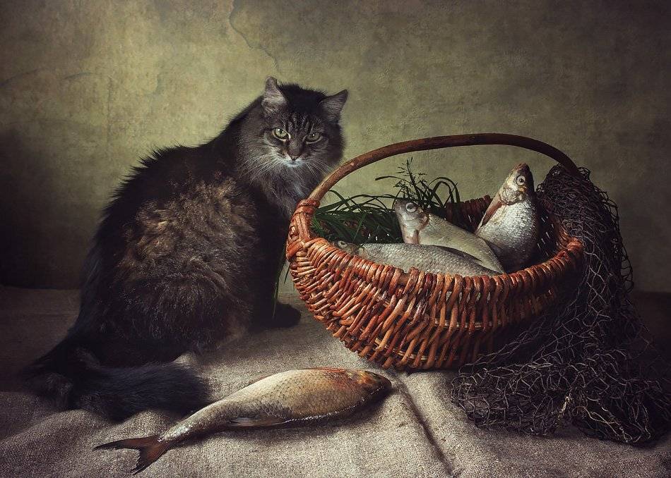 фото, рыбный натюрморт, кот, Ирина Приходько