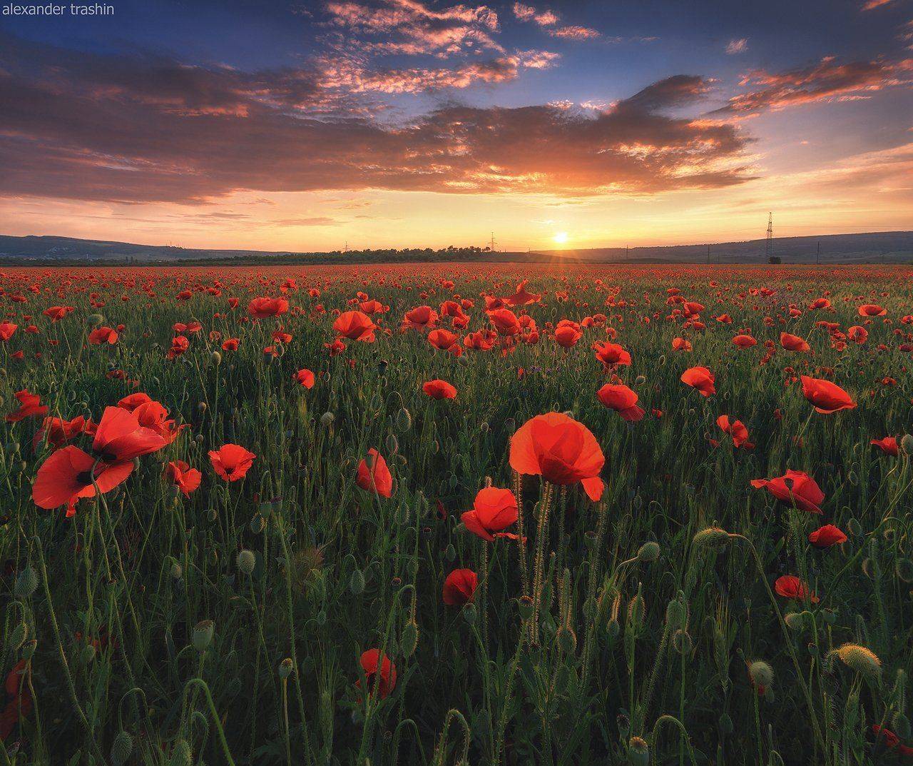 закат, крым, маки, пейзаж, Александр Трашин