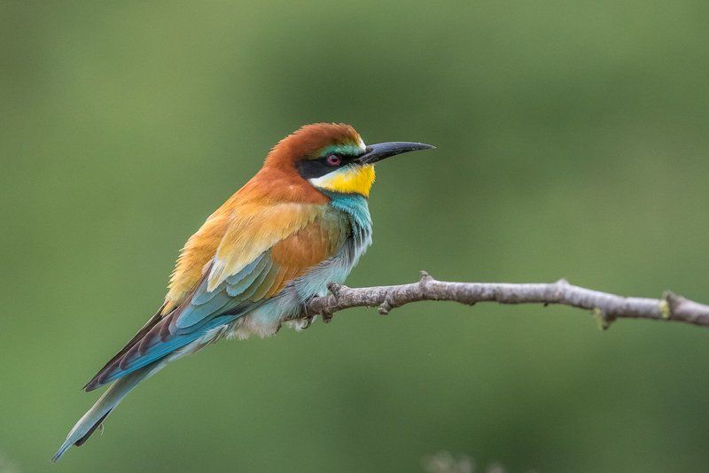 european bee-eater, aves, birds, merops apiaster, dominik chrzanowski wildlife photography European Bee-eater фото превью