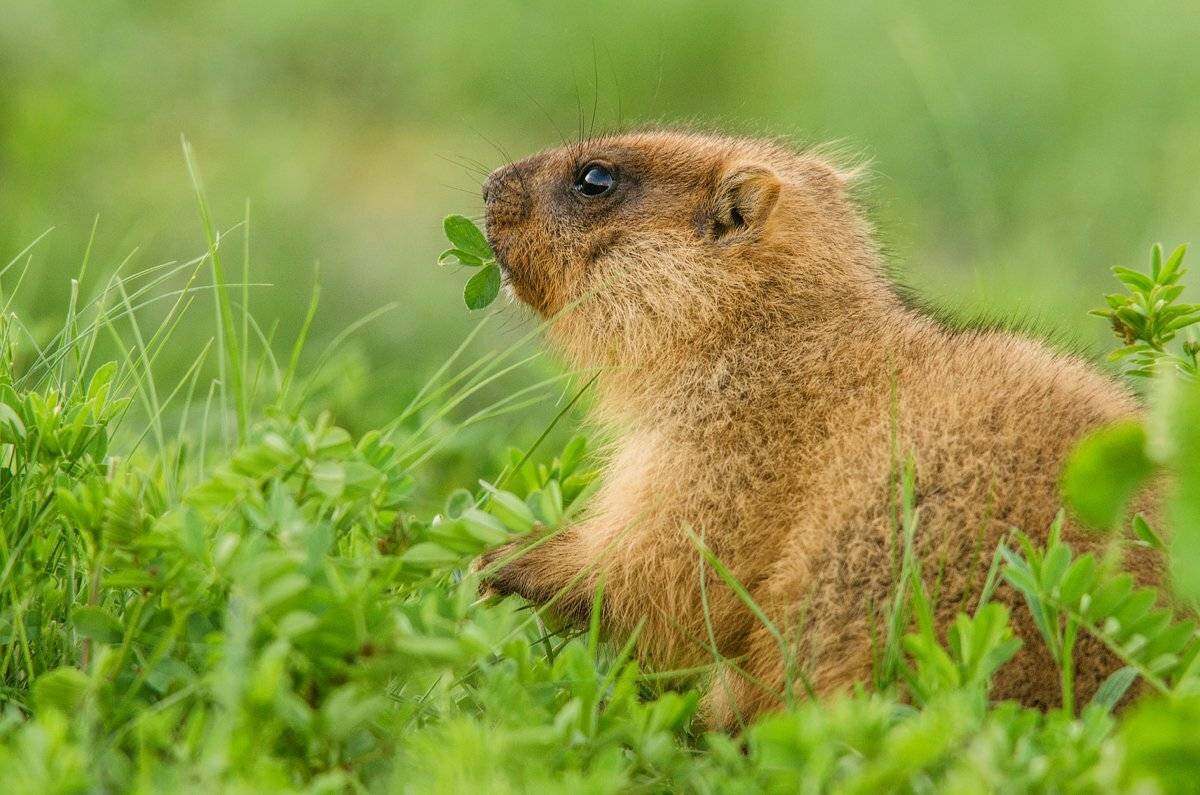 сурок, байбак, Evgeny Melnikov