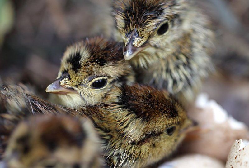 Птенцы тетерева фото превью