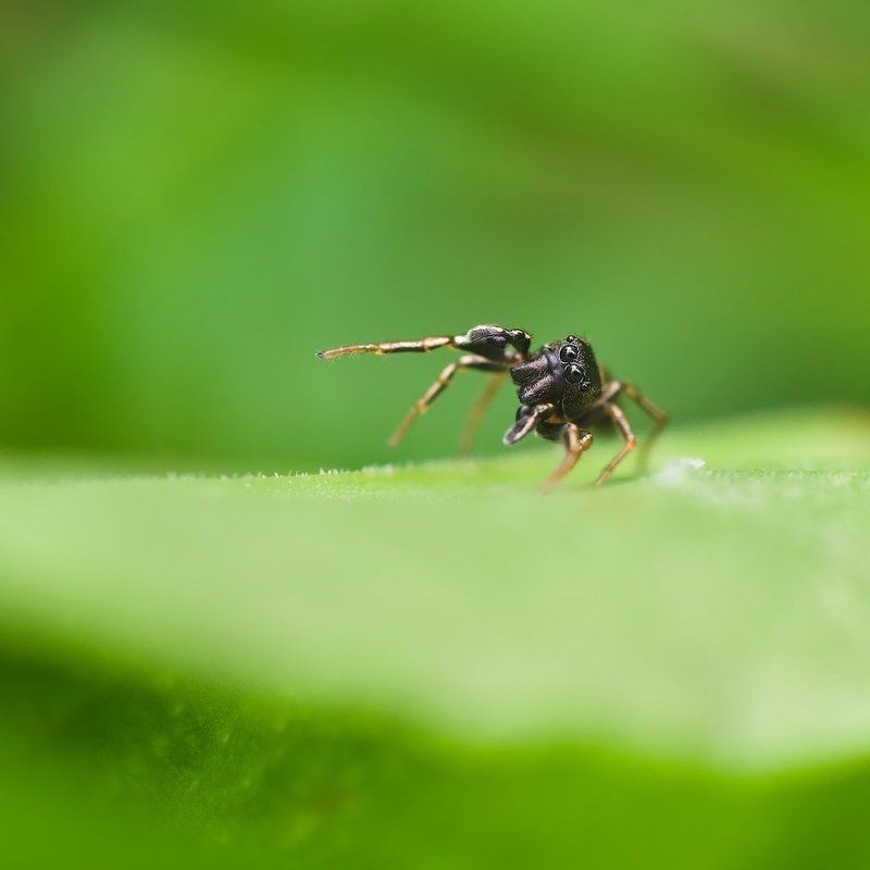 макро, паук, скакун, macro, spider, salticidae Утренняя зарядка фото превью