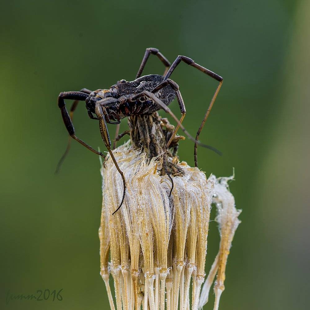 , Игорь ФУММ