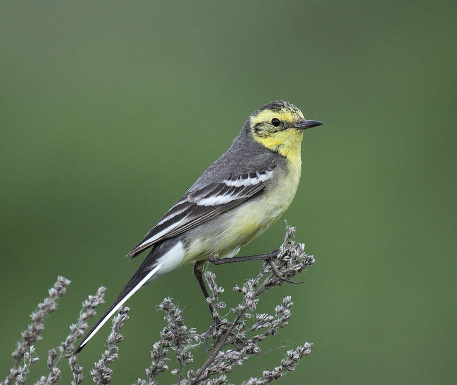 , Сергей Таланов