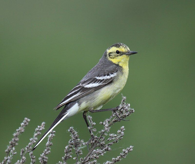 Жёлтоголовая трясогузка фото превью