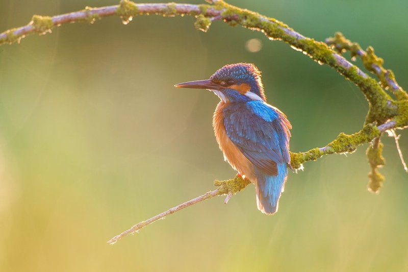Kingfisher фото превью