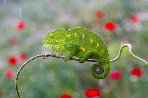 common chameleon